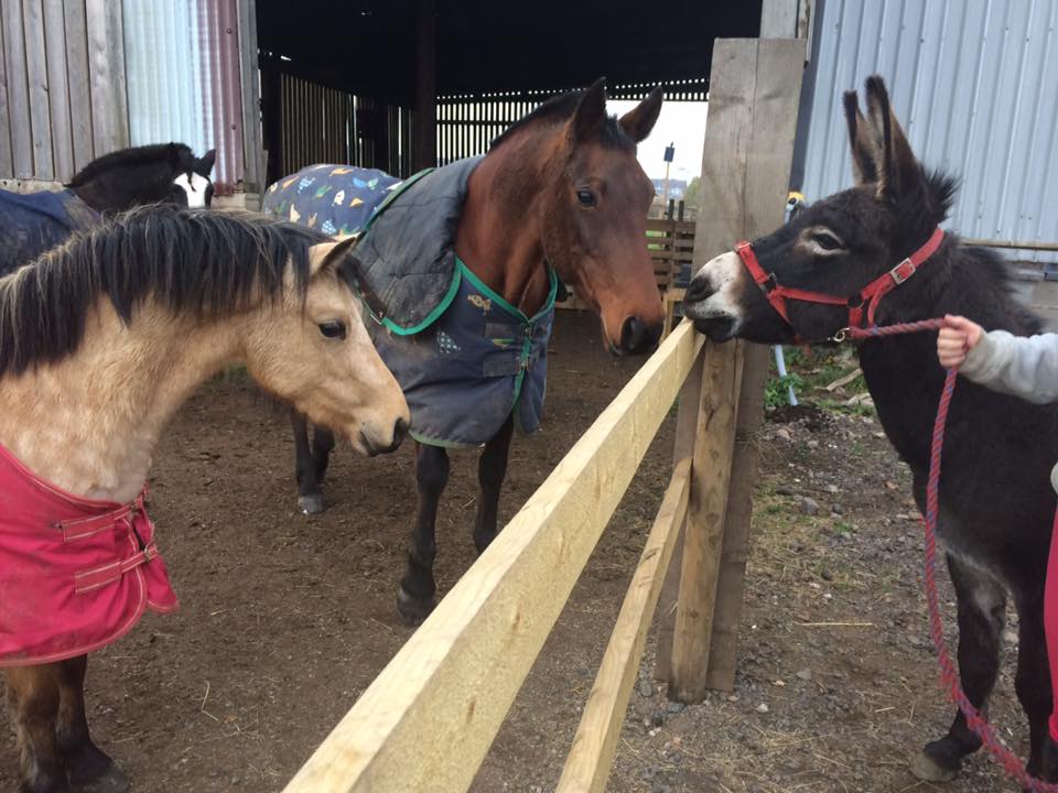 NEW FOR 2017! Pony and donkey rides at this year’s Picnic